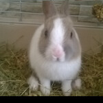 Rabbit Tycoon (BETA)