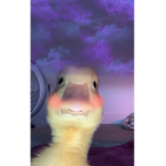 Ay yo people what's up