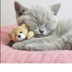 The Catnap Group!