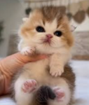 Cuteiesz