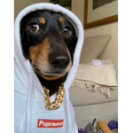 DRIPPED OUT ANIMALS (D.O.A)