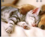 Cats and dogs unite.