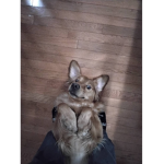 The amazingly adorable dogs