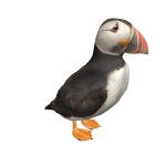 Puffin on Head