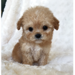 jp gang084