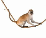 Monkey community (Dev group)