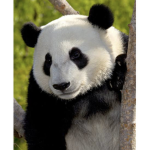 Panda arecute