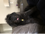 KingDog