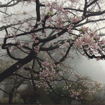 Pink_Angel