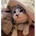 kool kat XD