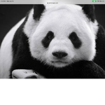 Panda’s are cool