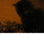 Lost Kittens