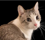 Cat, Studio