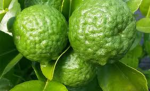 LimeGoogle