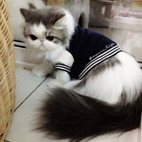 Donate To Yuki