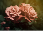 Pink Rose Studio