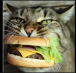 CatBurguers