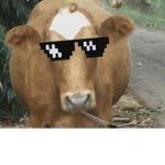 Gang Of The Cow’s
