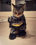BRUCE WAYNE /sain