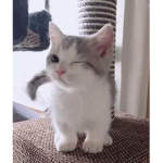 Xaviers Kittens uwu!