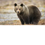 BearsARKOUDES