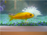 Goldie's Rememberance