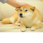 dog group ( only if you have a dog join )