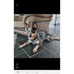 Blue heeler