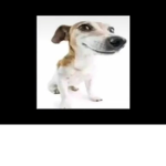Dogking group