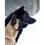 Wolves and dogs Clan