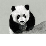 Badass Panda Productions