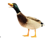 DUCK_RUCK