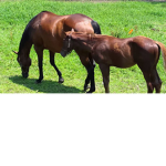 Horsesobutterful
