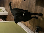 The knife dog