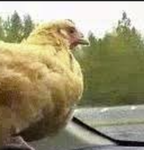 chicken motors