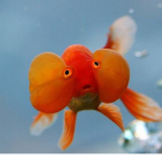| Goldfish Gang |