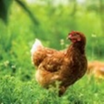 Chicken fam :)