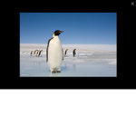 Penguin group :D
