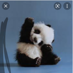 Panda and leopard army