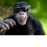 monkey's OT