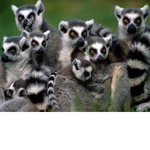 happy lemurs group
