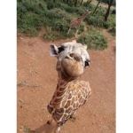 Only Giraffes Club!