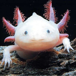 [NEW] Axolotl Land!
