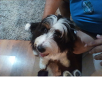 The Terrific Bernedoodles