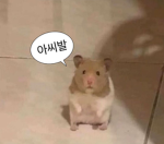 북극늑대 루시