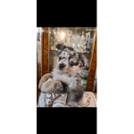 Chien chat 2013
