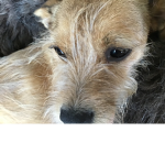 Isabel the dog