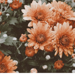 Aesthetic Natalia’s group
