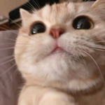 Pream><