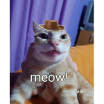 Thegood meows